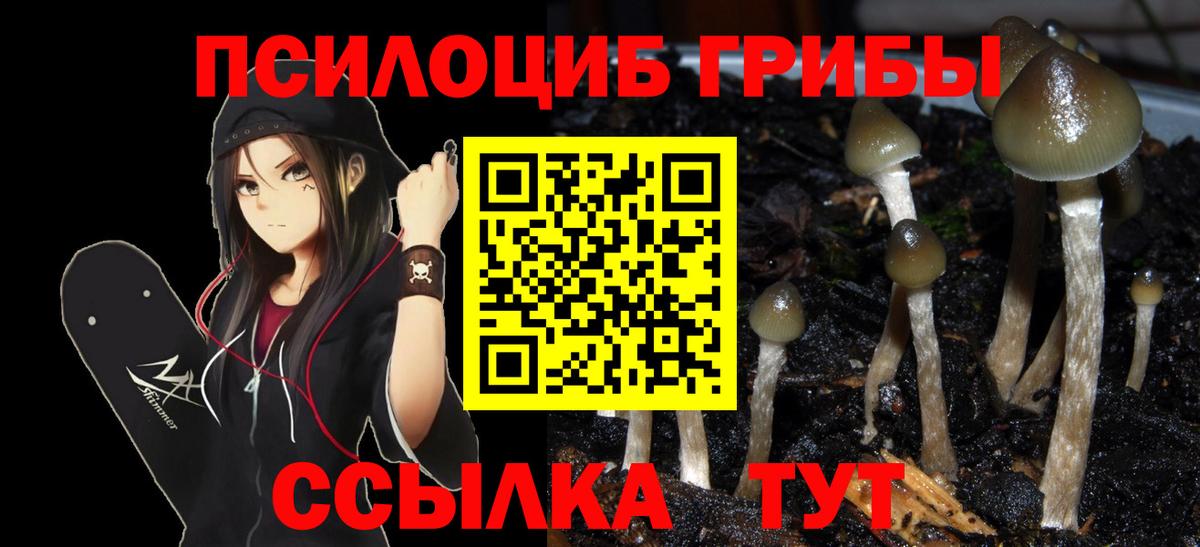 Галлюциногенные грибы Psilocybe Астрахань